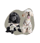 CONALUA♡Yorkiepoo  2（個別スタンプ：21）