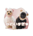 CONALUA♡Yorkiepoo  2（個別スタンプ：22）