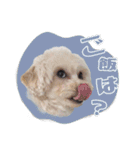 CONALUA♡Yorkiepoo  2（個別スタンプ：23）