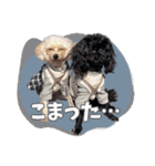 CONALUA♡Yorkiepoo  2（個別スタンプ：24）