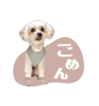CONALUA♡Yorkiepoo  2（個別スタンプ：25）