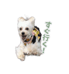 CONALUA♡Yorkiepoo  2（個別スタンプ：26）
