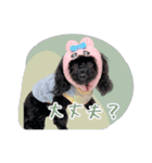 CONALUA♡Yorkiepoo  2（個別スタンプ：27）