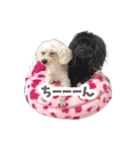 CONALUA♡Yorkiepoo  2（個別スタンプ：28）