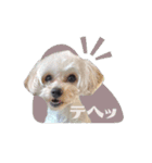 CONALUA♡Yorkiepoo  2（個別スタンプ：29）