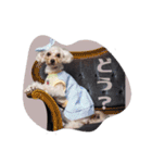 CONALUA♡Yorkiepoo  2（個別スタンプ：30）