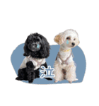 CONALUA♡Yorkiepoo  2（個別スタンプ：31）