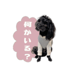 CONALUA♡Yorkiepoo  2（個別スタンプ：32）