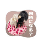 CONALUA♡Yorkiepoo  2（個別スタンプ：33）