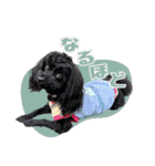 CONALUA♡Yorkiepoo  2（個別スタンプ：34）