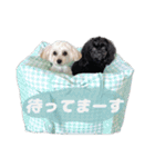 CONALUA♡Yorkiepoo  2（個別スタンプ：36）