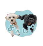 CONALUA♡Yorkiepoo  2（個別スタンプ：37）