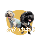 CONALUA♡Yorkiepoo  2（個別スタンプ：38）