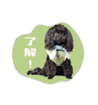 CONALUA♡Yorkiepoo  2（個別スタンプ：39）
