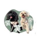 CONALUA♡Yorkiepoo  2（個別スタンプ：40）