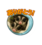 田中さんちのモモンガ（個別スタンプ：1）