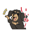 陽気なダックスフンド/ブラックタン（個別スタンプ：13）