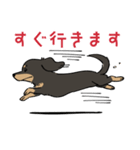 陽気なダックスフンド/ブラックタン（個別スタンプ：19）