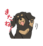 陽気なダックスフンド/ブラックタン（個別スタンプ：26）