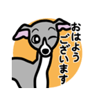 【ブルー2】1年中使えるイタグレのスタンプ（個別スタンプ：1）