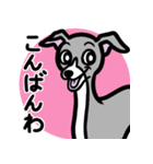 【ブルー2】1年中使えるイタグレのスタンプ（個別スタンプ：3）