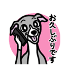 【ブルー2】1年中使えるイタグレのスタンプ（個別スタンプ：17）