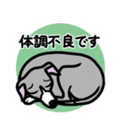 【ブルー2】1年中使えるイタグレのスタンプ（個別スタンプ：20）