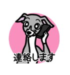 【ブルー2】1年中使えるイタグレのスタンプ（個別スタンプ：24）