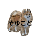 うちの犬による使えるスタンプ（個別スタンプ：1）