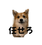 うちの犬による使えるスタンプ（個別スタンプ：2）