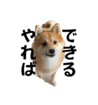 うちの犬による使えるスタンプ（個別スタンプ：4）