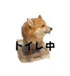 うちの犬による使えるスタンプ（個別スタンプ：5）