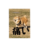 うちの犬による使えるスタンプ（個別スタンプ：6）