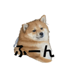 うちの犬による使えるスタンプ（個別スタンプ：7）