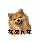 うちの犬による使えるスタンプ（個別スタンプ：8）