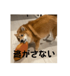 うちの犬による使えるスタンプ（個別スタンプ：9）