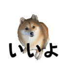 うちの犬による使えるスタンプ（個別スタンプ：10）