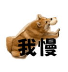 うちの犬による使えるスタンプ（個別スタンプ：12）