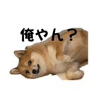 うちの犬による使えるスタンプ（個別スタンプ：13）