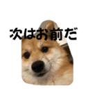うちの犬による使えるスタンプ（個別スタンプ：14）