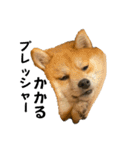 うちの犬による使えるスタンプ（個別スタンプ：15）