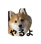 うちの犬による使えるスタンプ（個別スタンプ：17）