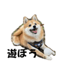 うちの犬による使えるスタンプ（個別スタンプ：20）