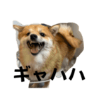 うちの犬による使えるスタンプ（個別スタンプ：22）
