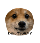 うちの犬による使えるスタンプ（個別スタンプ：23）