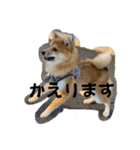 うちの犬による使えるスタンプ（個別スタンプ：24）