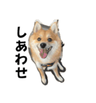 うちの犬による使えるスタンプ（個別スタンプ：28）