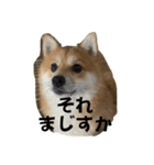 うちの犬による使えるスタンプ（個別スタンプ：29）