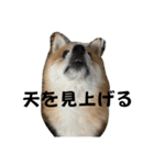 うちの犬による使えるスタンプ（個別スタンプ：30）