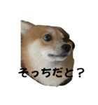 うちの犬による使えるスタンプ（個別スタンプ：31）